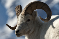 Hunt Dall Sheep in Canada