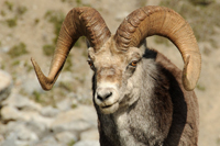 Stone Sheep Hunting Canada