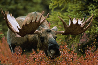th-alaksa-yukon-moose