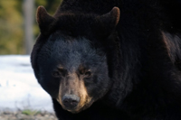 Black Bear Hunting Canada