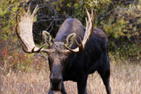 Canada Moose Hunting