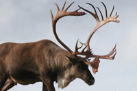 Mountain Caribou Hunting Canada