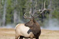 ELK HUNTING CANADA