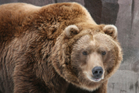 Grizzly Bear Hunting Canada