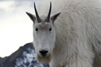 Mountain Goat Hunting Canada