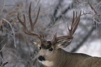 Canada Mule Deer Hunting