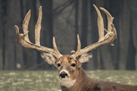 Canada Whitetail Deer Hunting