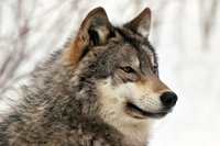 Canada Wolf Hunting
